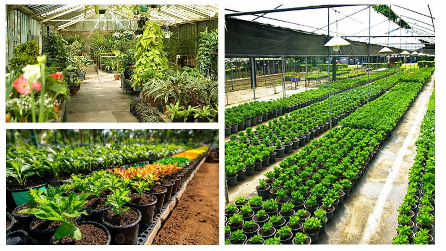 Plant Nursery